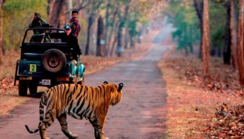 tiger safari tour